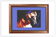 Pet portrait